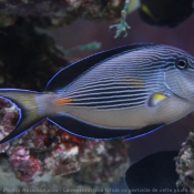 Photo de Poissons exotiques