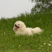 Photo de Bichon  poil fris