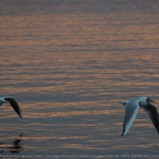 Photo de Mouette