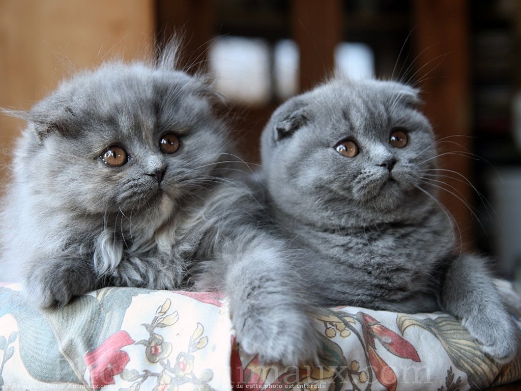 Фото кошки сибирской и британской кошки