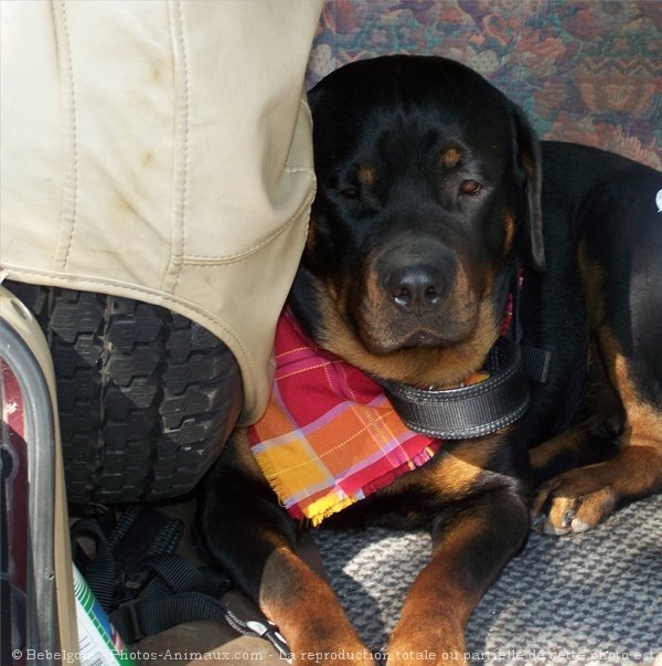 Photo de Rottweiler