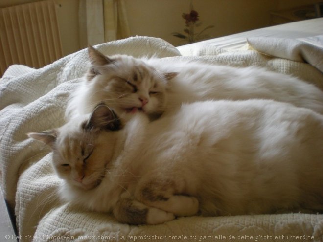 Photo de Ragdoll