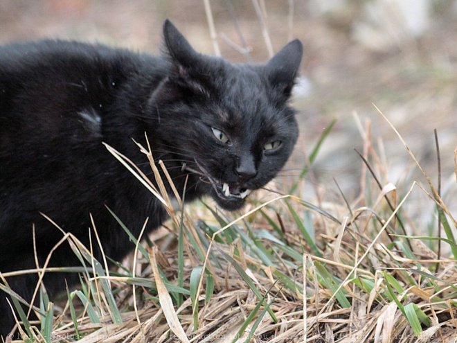 Photo de Chat domestique