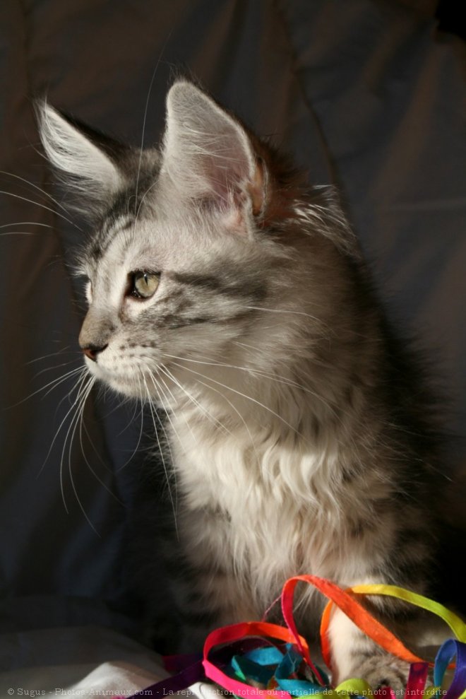 Photo de Maine coon