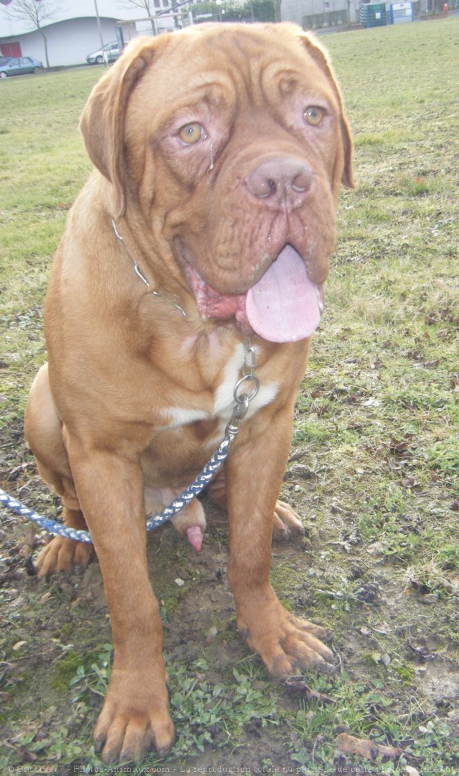 Photo de Dogue de bordeaux