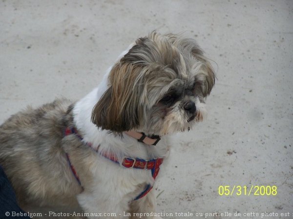 Photo de Shih tzu