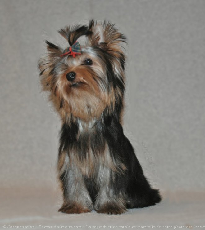 Photo de Yorkshire terrier