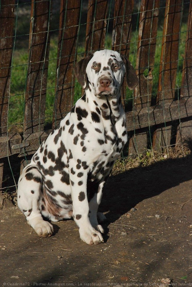 Photo de Dalmatien