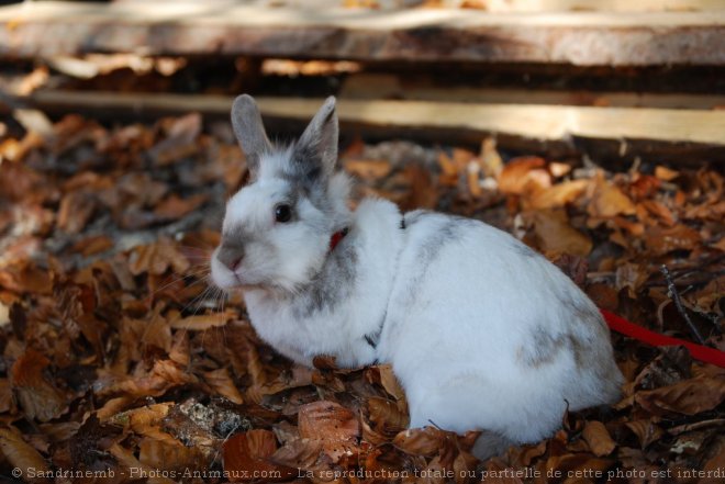 Photo de Lapin