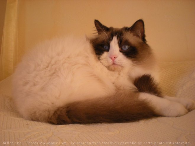 Photo de Ragdoll