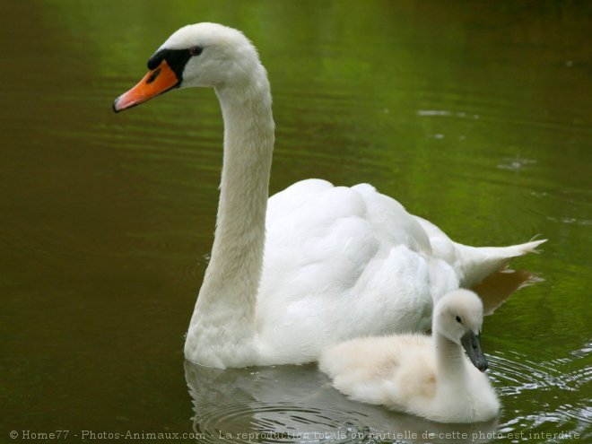 Photo de Cygne