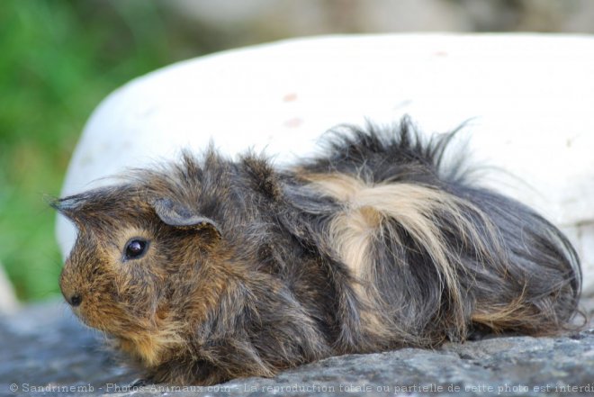 Photo de Cochon d'inde - pruvien