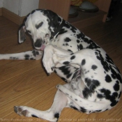 Photo de Dalmatien