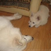 Photo de Berger blanc suisse