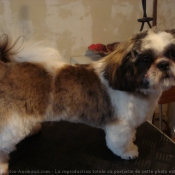 Photo de Shih tzu