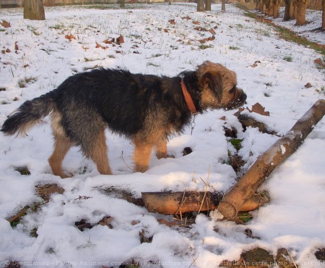 Photo de Border terrier