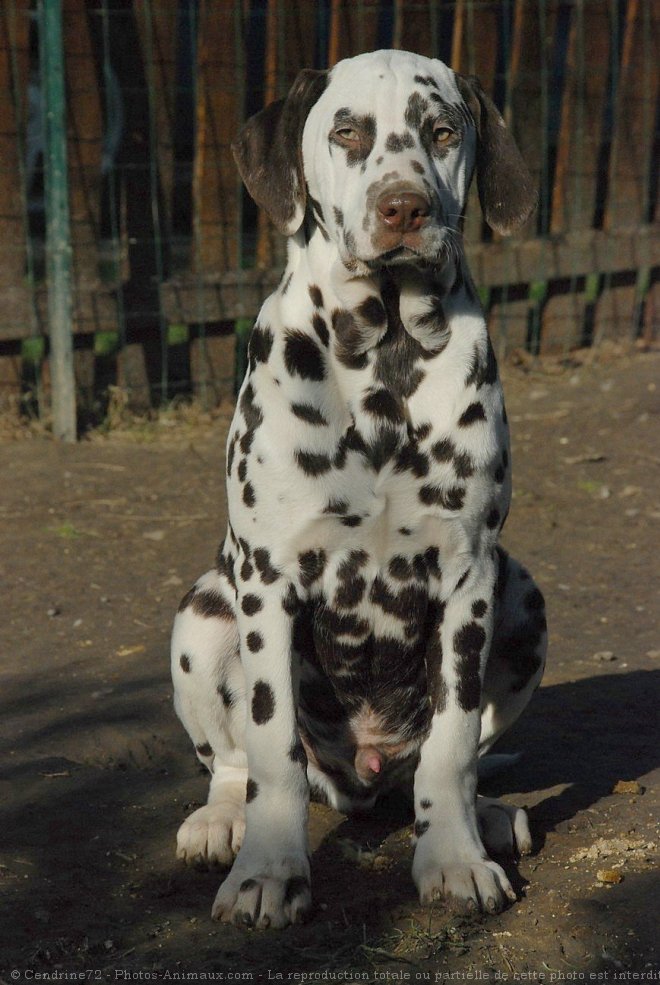 Photo de Dalmatien