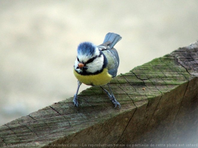 Photo de Msange bleue