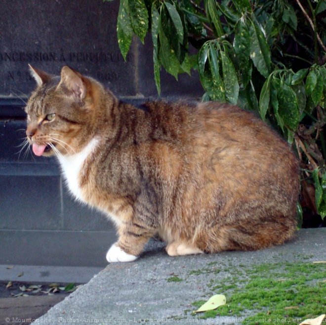 Photo de Chat domestique