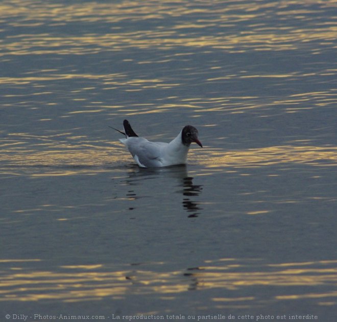 Photo de Mouette