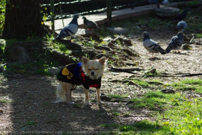 Photo de Chihuahua  poil long