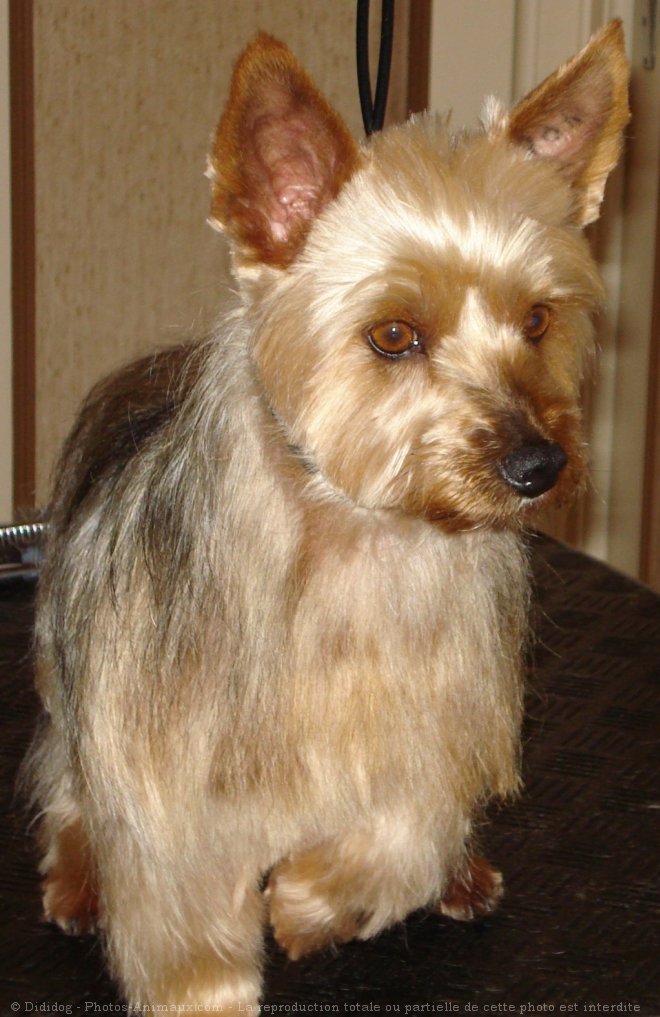 Photo de Yorkshire terrier