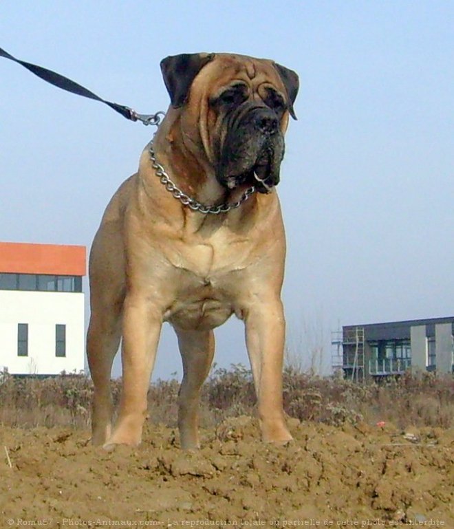 Photo de Bullmastiff