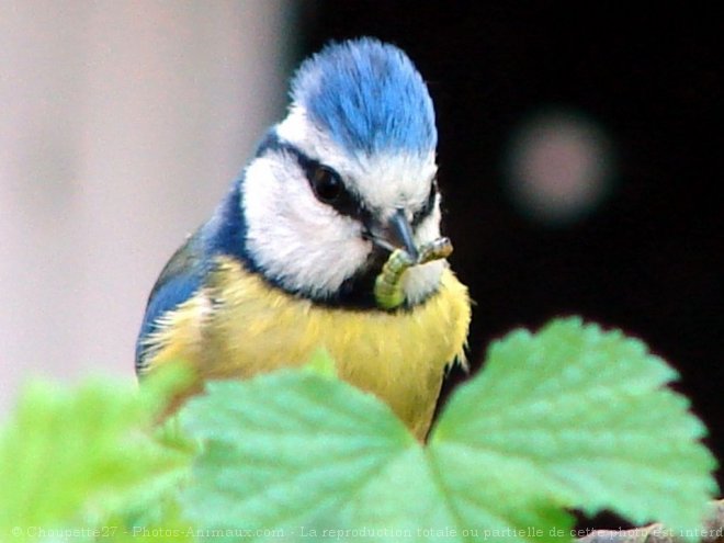 Photo de Msange bleue