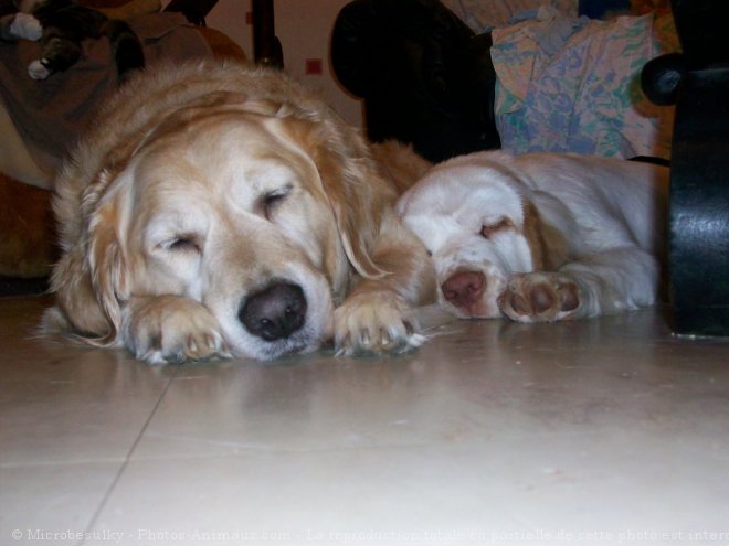 Photo de Clumber spaniel