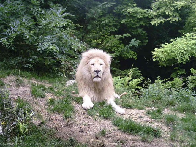 Photo de Lion