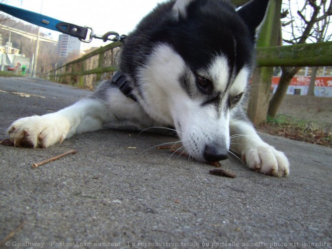 Photo de Husky siberien