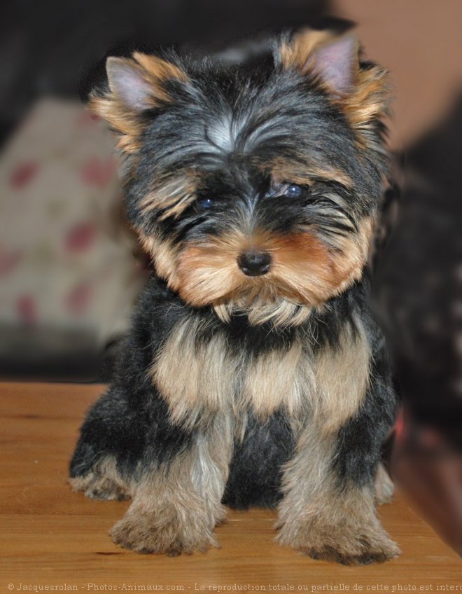 Photo de Yorkshire terrier