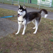 Photo de Husky siberien