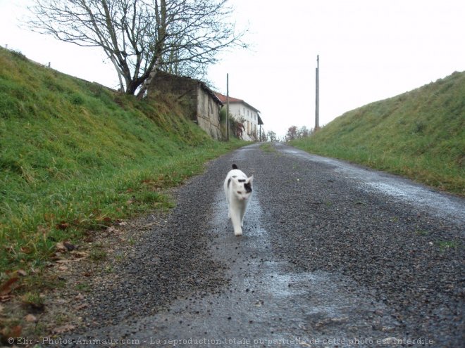 Photo de Chat domestique