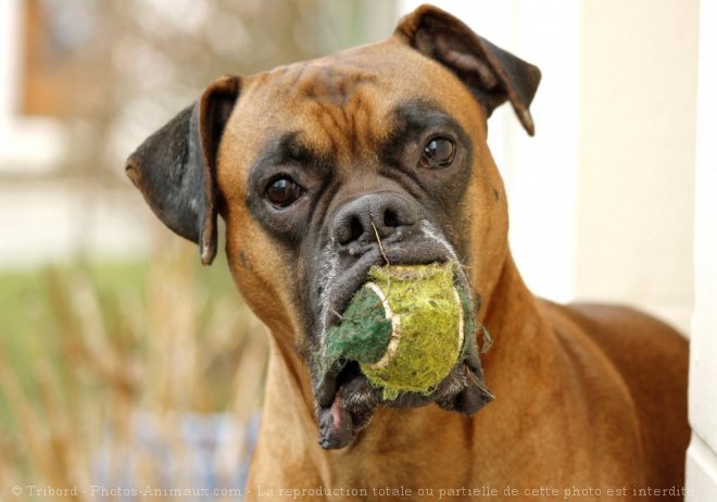 Photo de Boxer