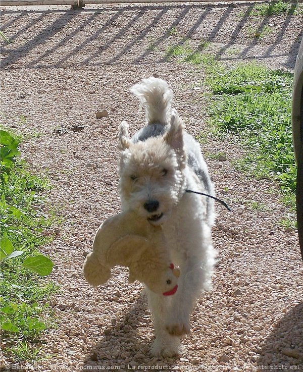 Photo de Fox terrier  poil dur