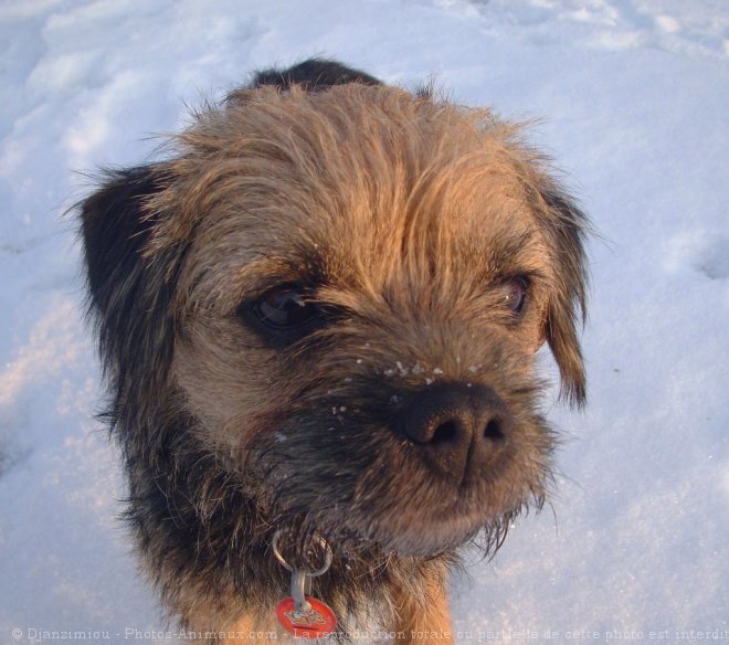 Photo de Border terrier