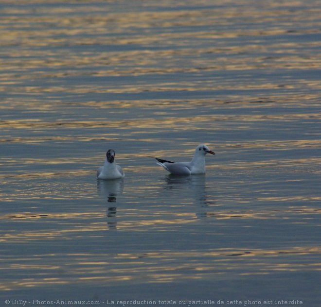 Photo de Mouette