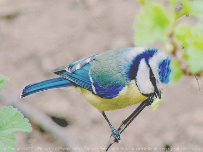 Photo de Msange bleue