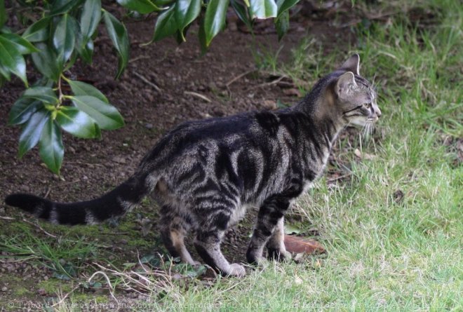 Photo de Chat domestique