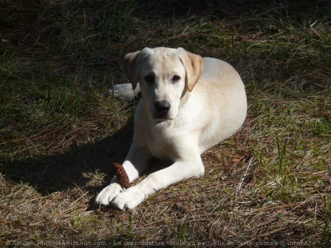 Photo de Labrador retriever