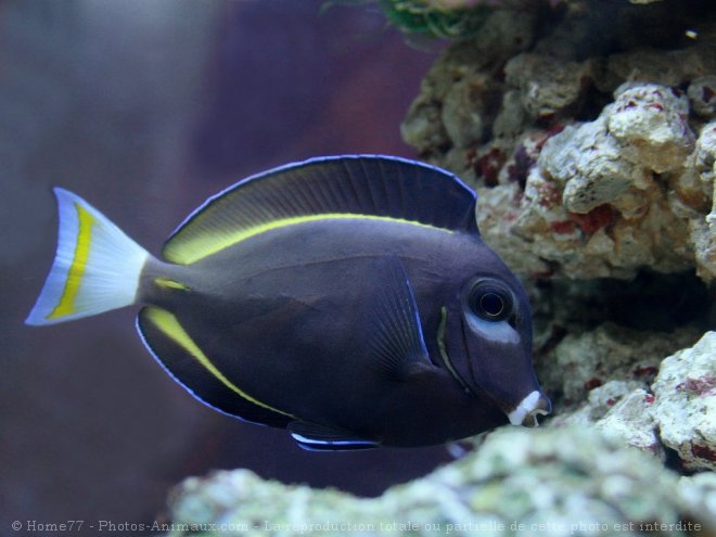 Photo de Poissons exotiques