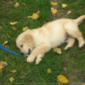 Photo de Golden retriever