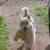 Photo de Fox terrier  poil dur