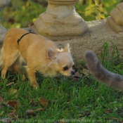 Photo de Chihuahua  poil long