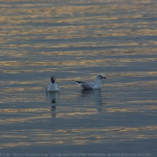 Photo de Mouette