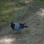 Photo de Pigeon