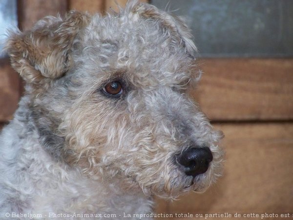 Photo de Fox terrier  poil dur