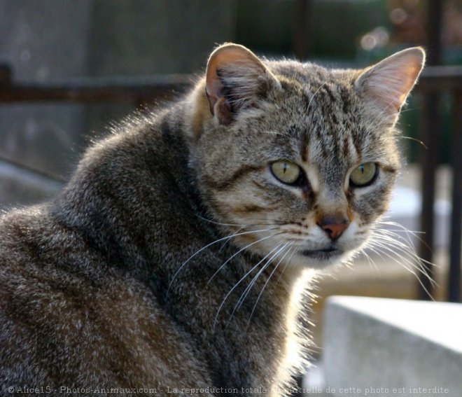 Photo de Chat domestique