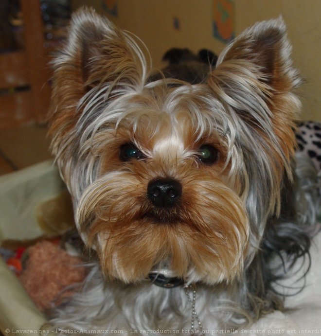 Photo de Yorkshire terrier